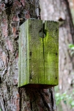 Gamta – inkilas / Nature – nest box